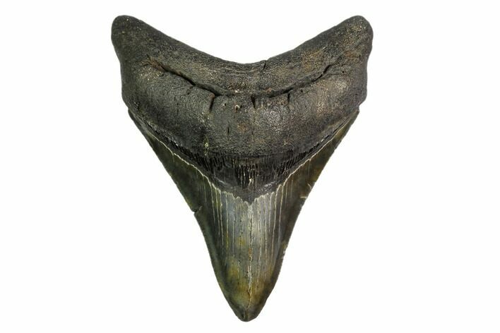 Serrated, Fossil Megalodon Tooth #149381
